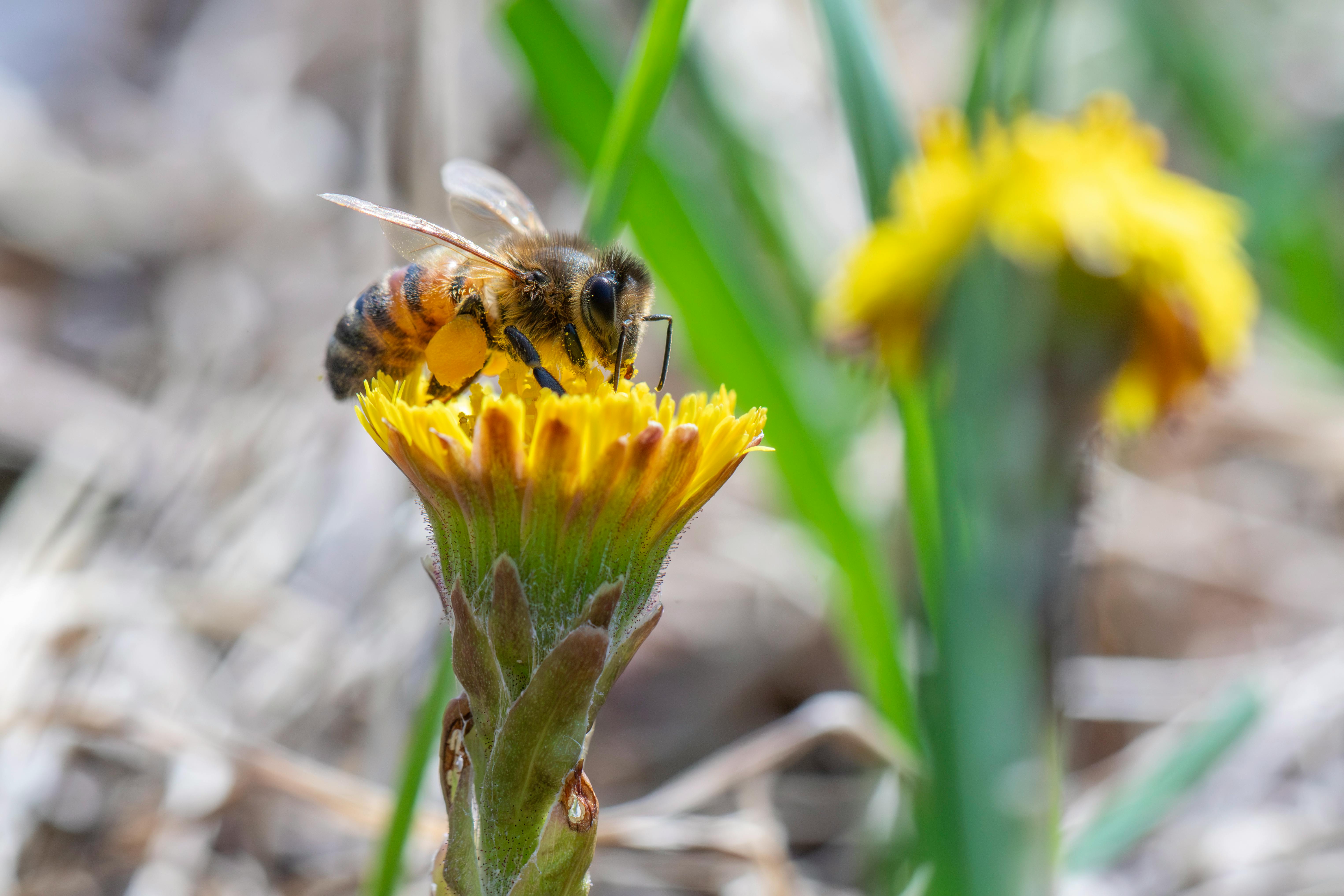 alergie na včelí bodnutí u psa-2